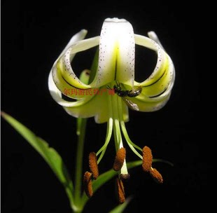 种植大理百合本店不分品种满3球包邮