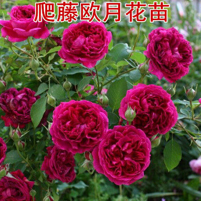 藤本月季蔷薇大苗庭院植物花卉
