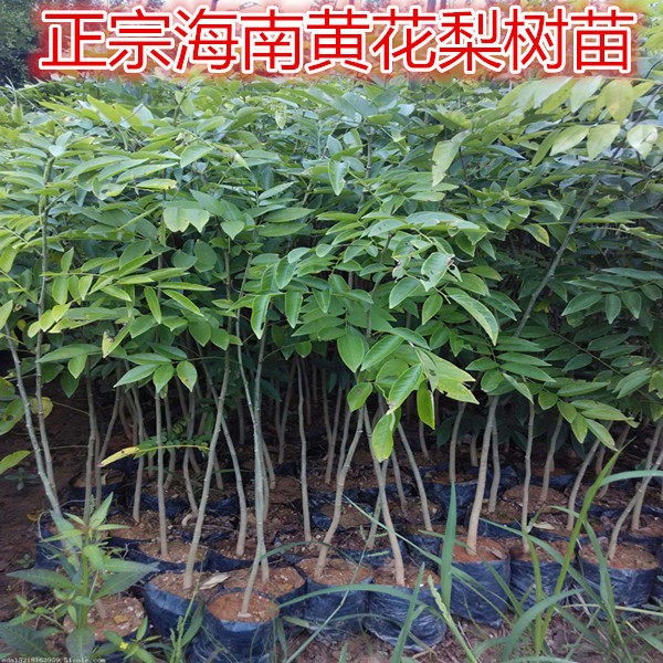 名贵苗木正宗海南黄花梨树苖黄花