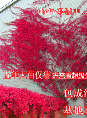 攀援爬藤植物美国五叶地锦苗子-爬山虎大苗--爬藤红叶爬墙虎花卉