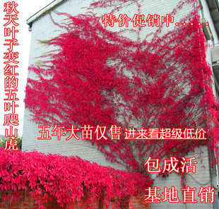 攀援爬藤植物美国五叶地锦苗子-爬山虎大苗--爬藤红叶爬墙虎花卉