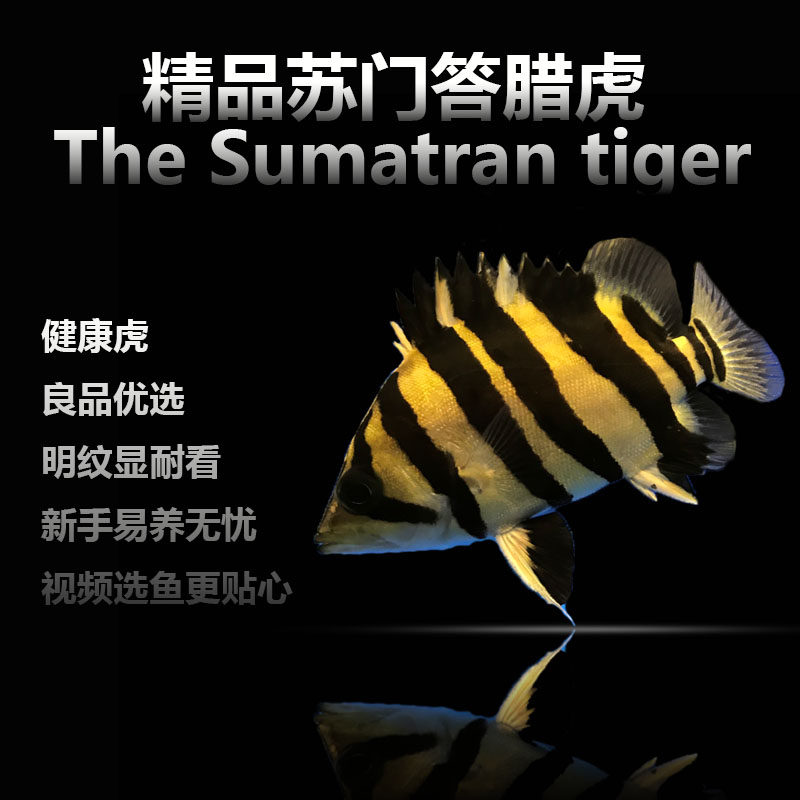 活体印尼大型热带观赏鱼