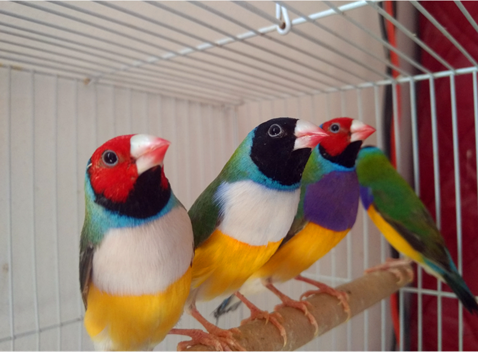 五彩活体鸟七彩灰白文十姐妹鸟绿背紫胸绿背白胸金背绿白蓝背