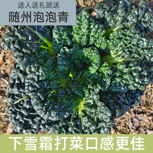 打霜青菜湖北随州泡泡青泡泡菜农家自种新鲜蔬菜霜打霜冻矮脚青菜