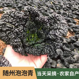 上霜青菜湖北随州泡泡青泡泡菜农家自种新鲜蔬菜霜打霜冻矮脚青菜