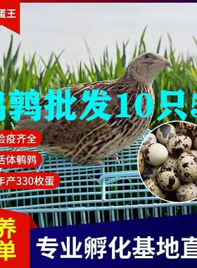 活体宠物清仓网红小鸡观赏鸡养殖
