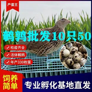 全網(wǎng)低價 鵪鶉下蛋活物青年黃羽鳥陽臺養(yǎng)殖活苗產(chǎn)蛋繁殖寵物雞