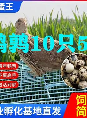 青年包邮下蛋活体宠物手玩鸟鹌鹑