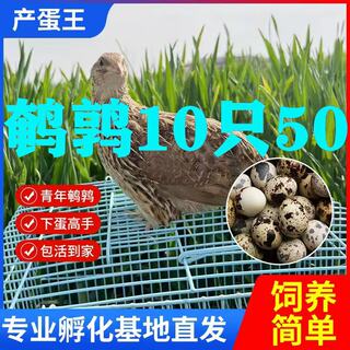 【全网低价】鹌鹑下蛋活物青年黄羽鸟阳台养殖活苗产蛋繁殖宠物鸡