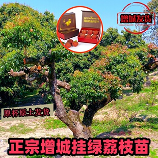 正宗增城挂绿荔枝苗西园挂绿北园挂绿盆栽嫁接高压原土原杯发货
