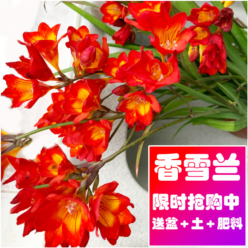 进口香雪兰种球小苍兰盆栽带花苞室内外四季开花卉绿植物好养重瓣