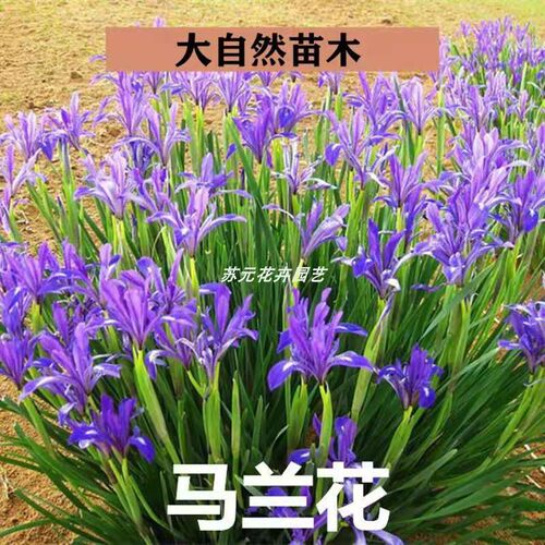 花苗马兰庭院春多年生绿化