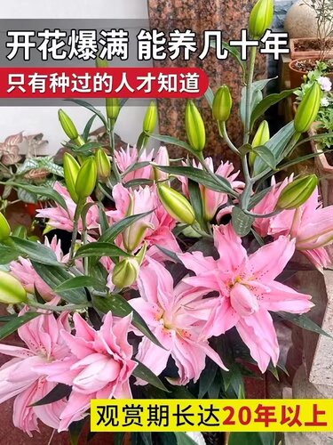 花卉室内外春夏易活浓香
