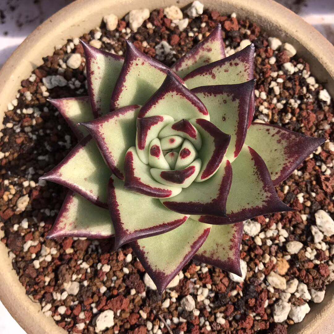 冬云系列 黄皮乌木 多肉植物组合盆栽绿植花卉办公室黑檀汁乌木
