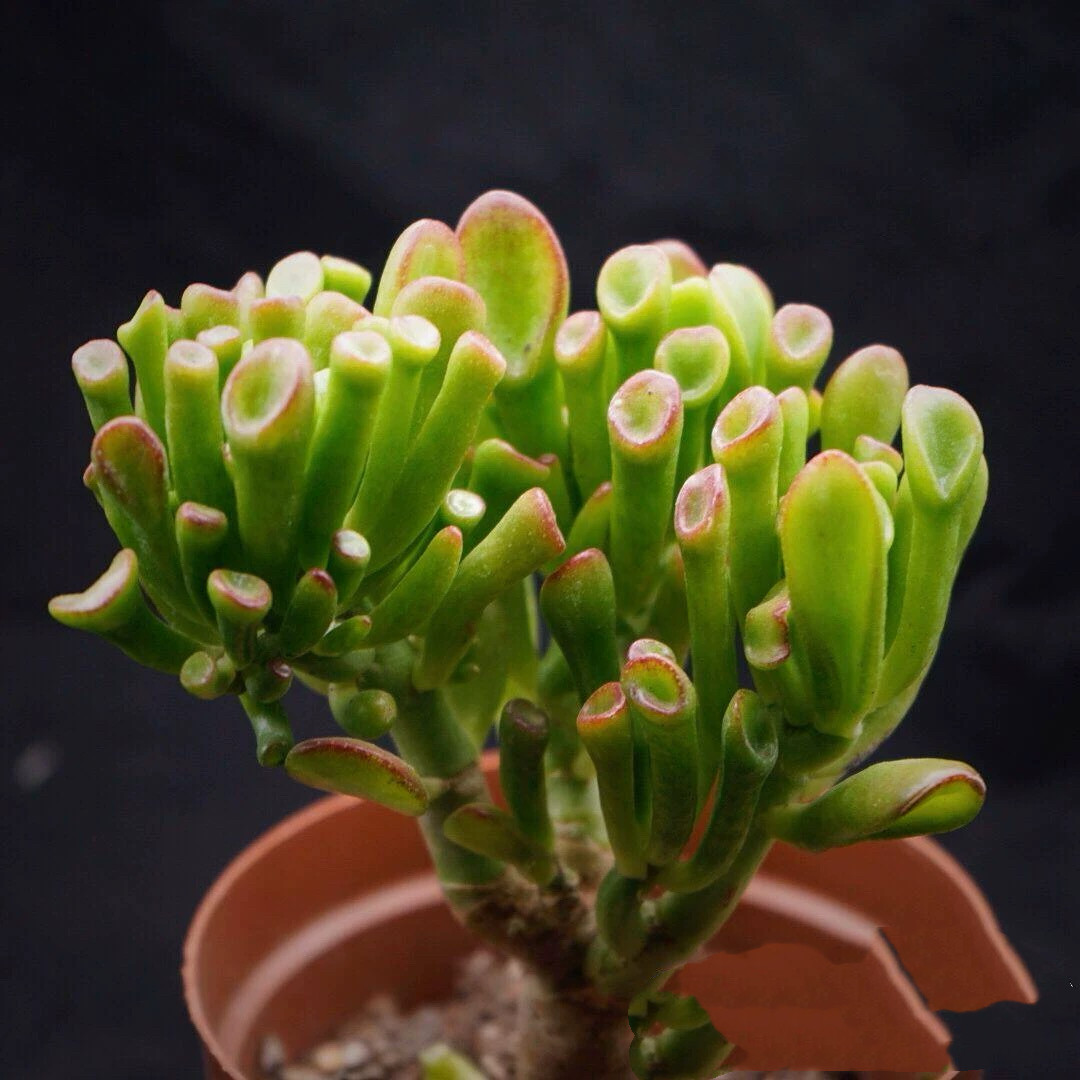 多肉植物【吸财树】块根多肉植物玉稚儿达摩绿塔玉椿多头群生老桩图片