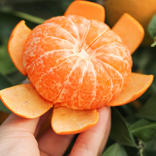 云南高原沃柑新鲜沃柑超甜橘子非广西新鲜水果沙糖蜜柑橘