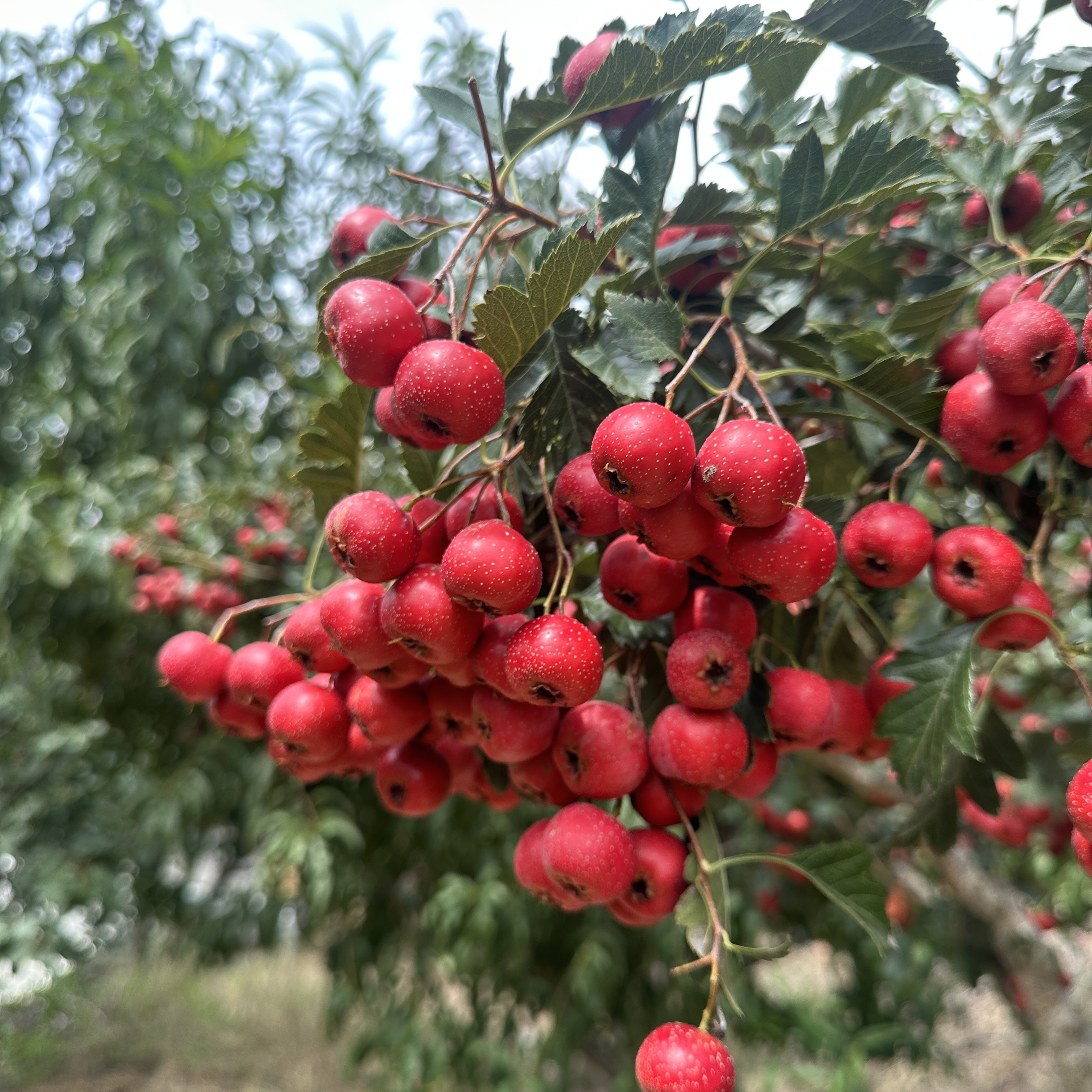 【老王家】沂蒙山新鲜山里红甜山楂山楂糖葫芦山楂包邮