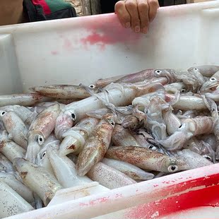 广西北海正宗北部湾鱿鱼干一斤45个左右500g