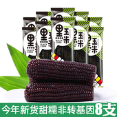 东北黑糯玉米8根 新鲜紫黏玉米代餐即食甜嫩苞米粒真空蔬菜 包邮