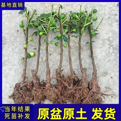 无花果树苗盆栽新品种特大北方南方耐寒矮化带叶带果阳台当年结果