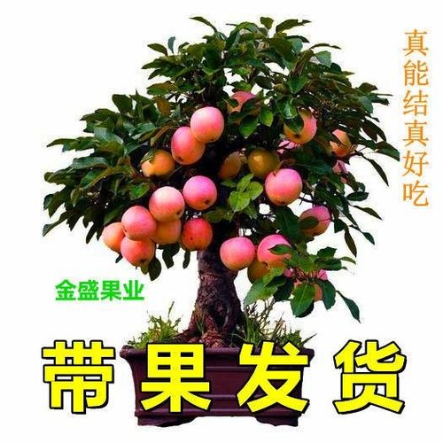【春花夏果】苹果盆栽好吃结果南北方苹果树带花带果红富士甜