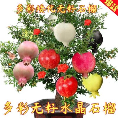 多彩无籽水晶石榴特大南北方种植突尼斯当年结果地栽盆栽庭院树苗