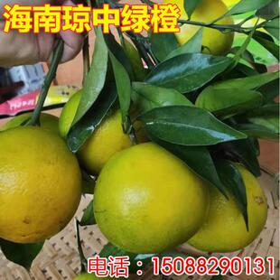正宗海南琼中绿橙树苗橙子橙树树苗冰糖橙甜橙苗树苗南方种植嫁接