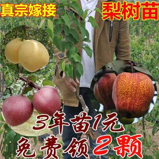 果树梨树苗嫁接盆栽地栽香酥梨特大早熟新品种南北方种植当年结果