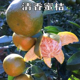 新品种巴西蜜桔树苗广西特早熟清香蜜桔橘子树地栽盆栽当年结果