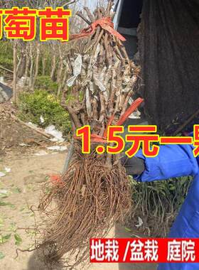 猕猴桃树苗盆栽地栽果树