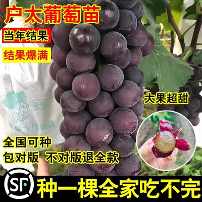 嫁接户太8号葡萄树苖南北方庭院种植爬藤沪太八号葡萄苗盆栽地栽