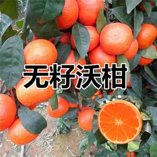 当年结果树苗无核沃柑柑橘