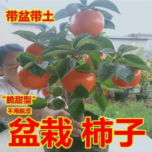 甜柿子盆栽脆甜矮化柿子树苗带盆带土当年结果南北方种植果树大全