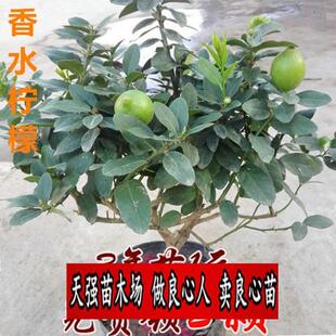 柠檬树苗盆栽香水柠檬四季柠檬佛手铁树盆景带果带土发货当年结果
