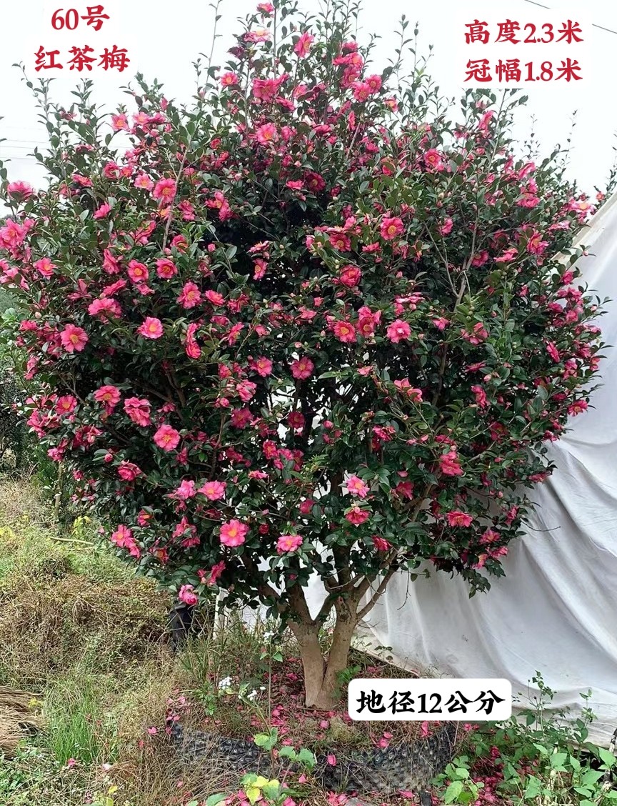 基地直销红茶梅树球冠幅饱满规格齐全耐寒四季常青别墅庭院绿化树