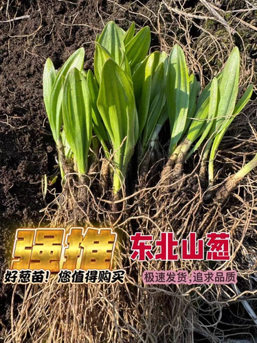 东北山野菜宽叶山葱寒葱茖葱熊葱鹿耳韭3年细小苗发根不带叶