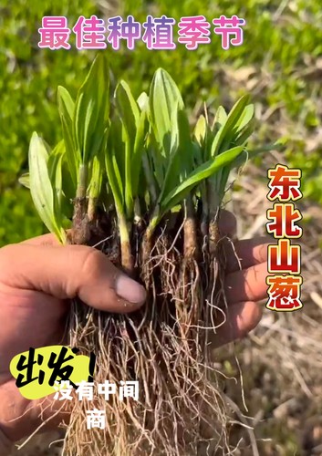 东北山葱韩葱野生山葱根南北方庭院阳台种植野生山野菜