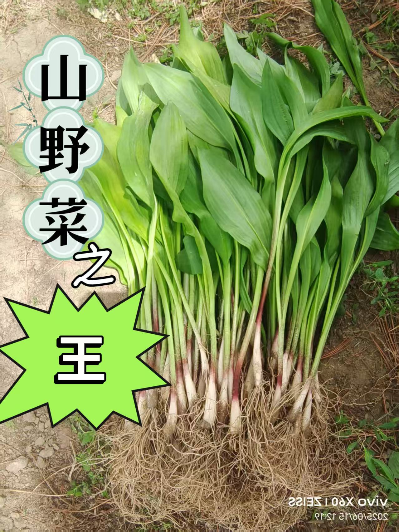 吉林延边寒葱苗根,山葱苗根,特色绿植直发3年苗根不带叶