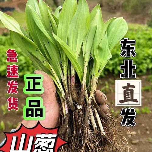 东北寒葱山葱茖葱种苗 新手可种  三年苗春秋种植季 现挖现发