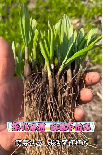 东北山葱寒葱野生山葱根南北方庭院阳台种植山野菜