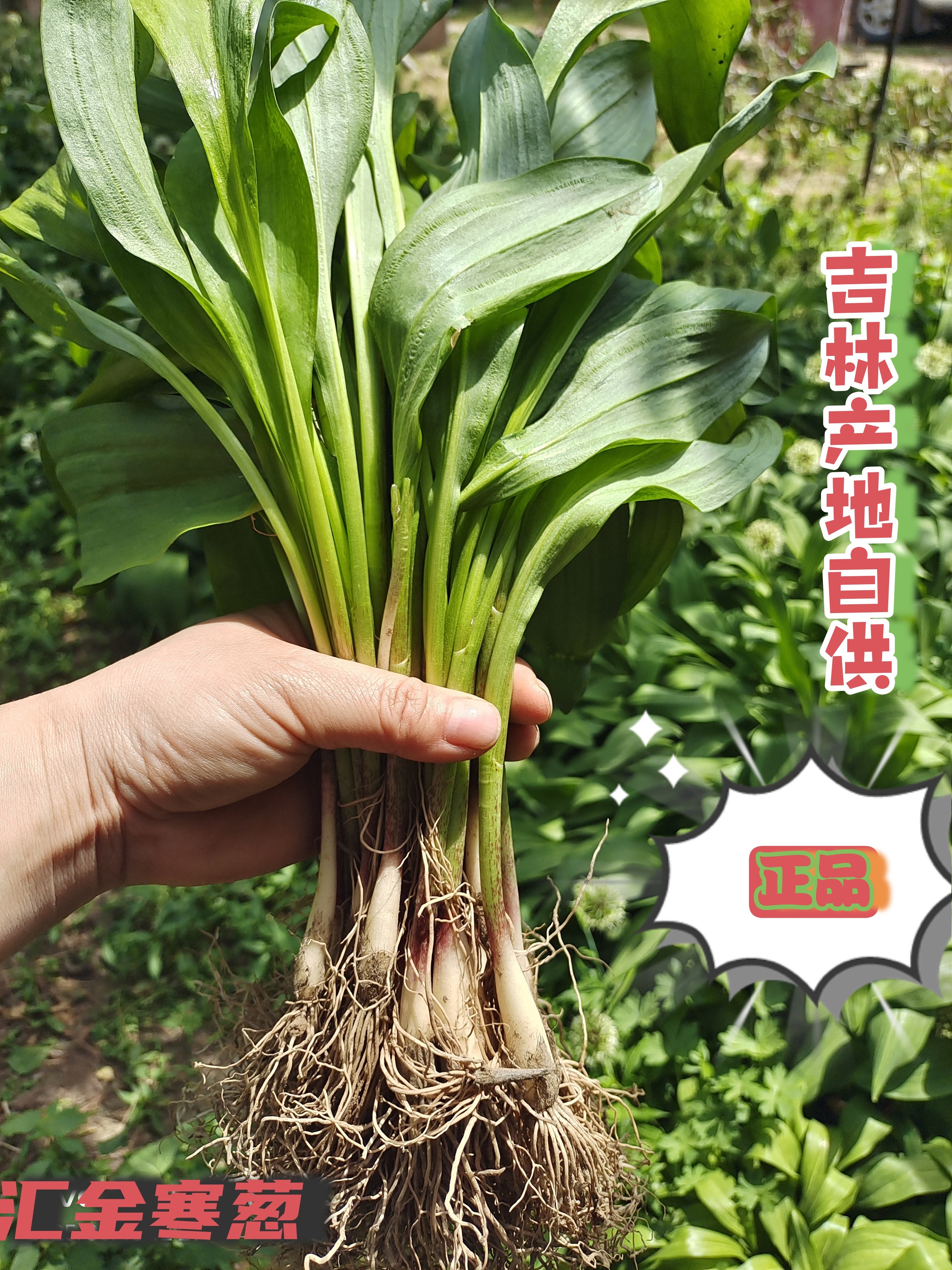 东北宽叶山寒寒葱种苗根 山野菜可食用绿植  现挖现发货正品保真