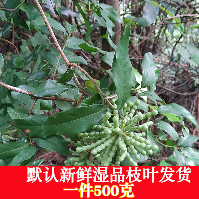 新鲜湿草药 假鹰爪 一串珠 鸡爪凤 酒饼叶 野生中草药