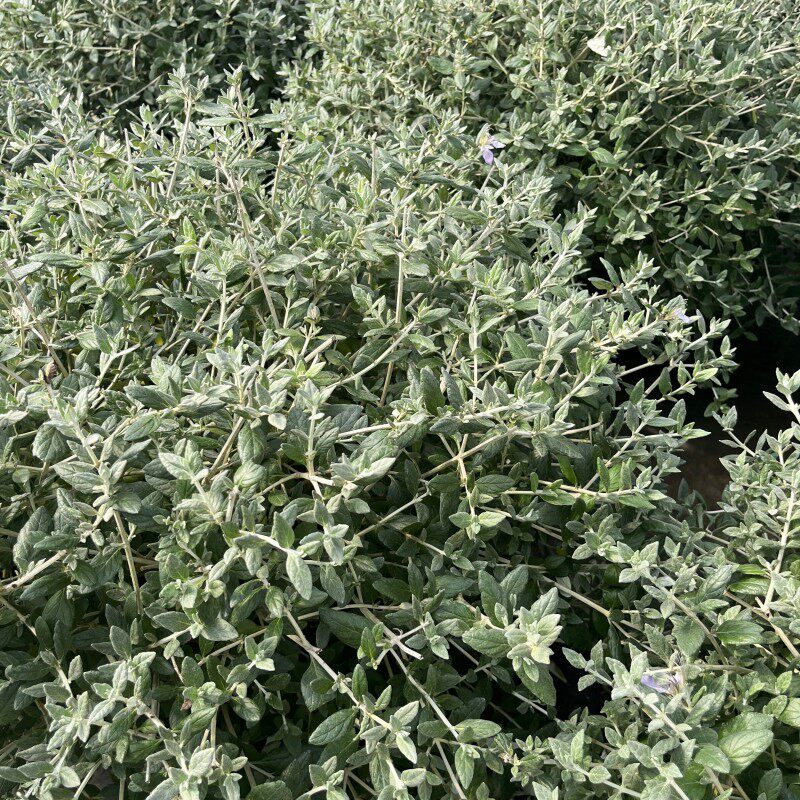 水果兰盆栽苗四季常绿耐寒耐热多年生花卉蓝灰色庭院花园造景植物