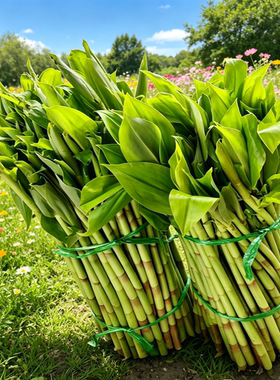 海南新鲜雷公笋带壳白石笋水蕉花广商陆当季笋闭鞘姜去头尾发货