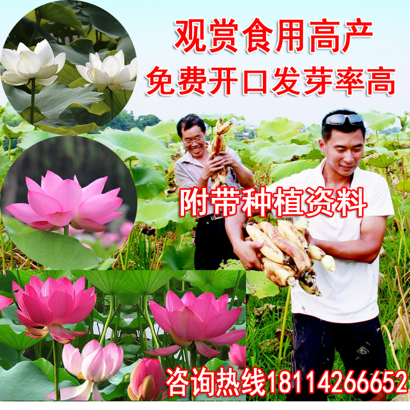 荷花种子大型池塘深水莲藕