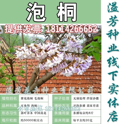 新采泡桐种子桐木紫花兰考