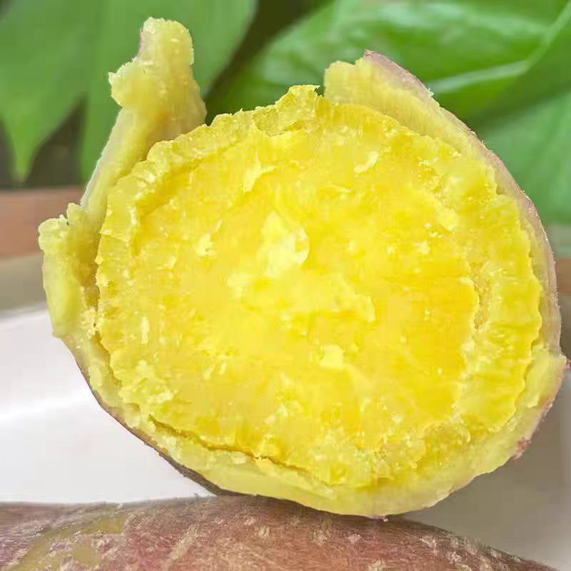 正宗黄心板栗薯老品种地瓜农家自种新鲜番薯黄心蜜薯香薯蛋黄番薯