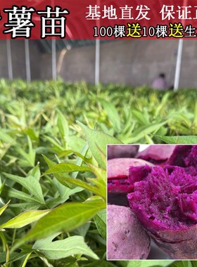 紫薯苗秧地瓜藤紫心水晶糖心花叶2代农科院脱毒原种高产100棵包邮