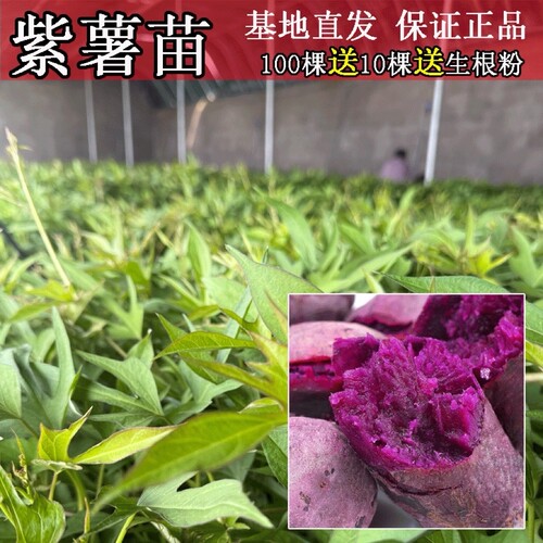 紫薯苗秧地瓜藤紫心水晶糖心花叶2代农科院脱毒原种高产100棵包邮