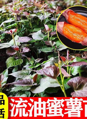 红薯苗烟薯25号蜜薯烤地瓜秧红糖心蜜薯种植藤高产脱毒红黄农科院